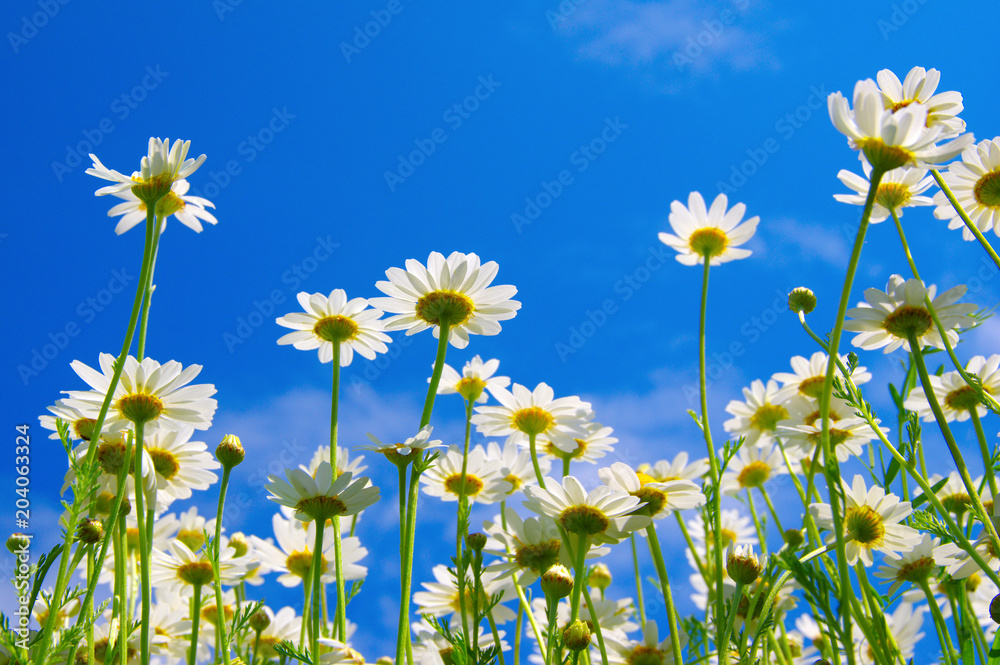 Field of daisies Field of daisies