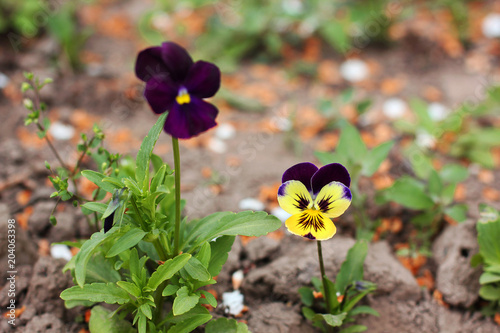 Viola in the garden. Flowers