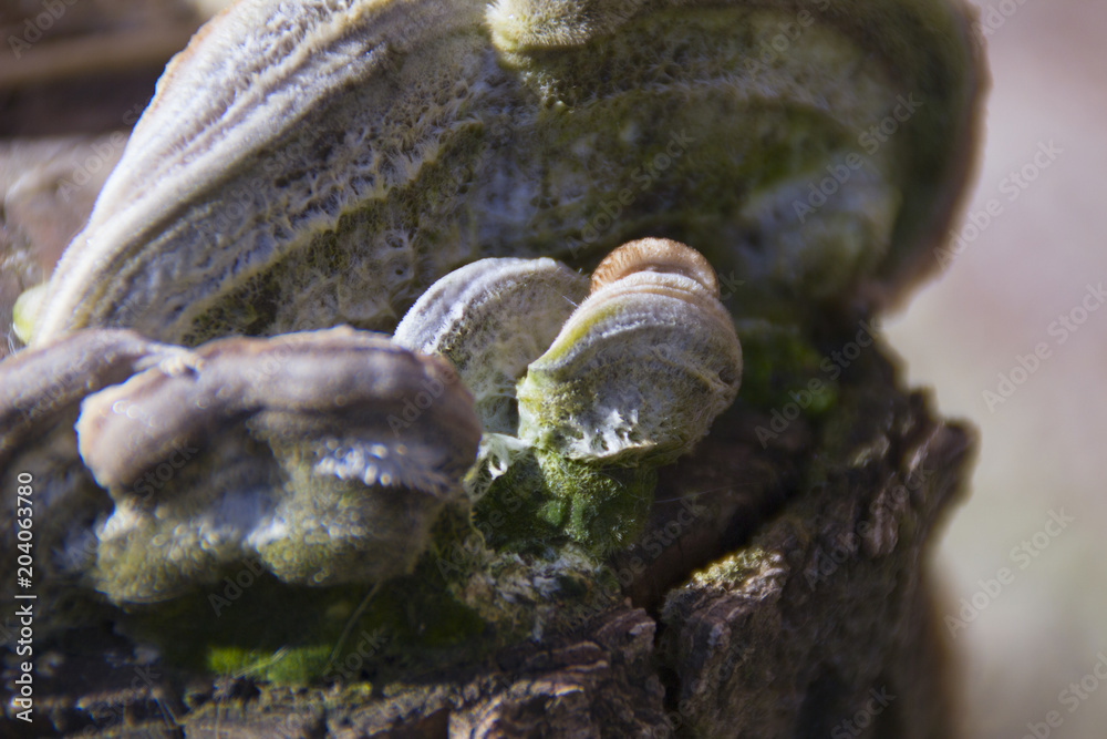 Mushrooms that grow on hemp from a tree 