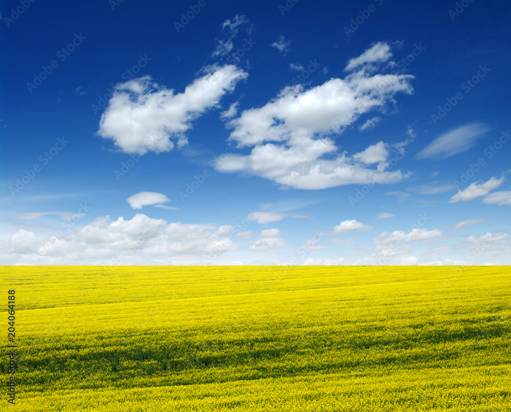 Obraz premium golden field on sky