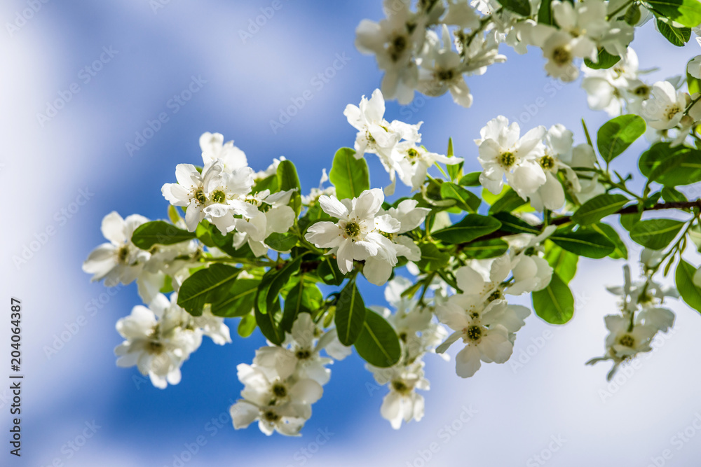 Obraz premium Kwitnące białe kwiaty