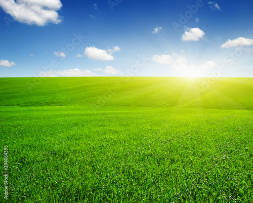 Green field and sun. © Alekss