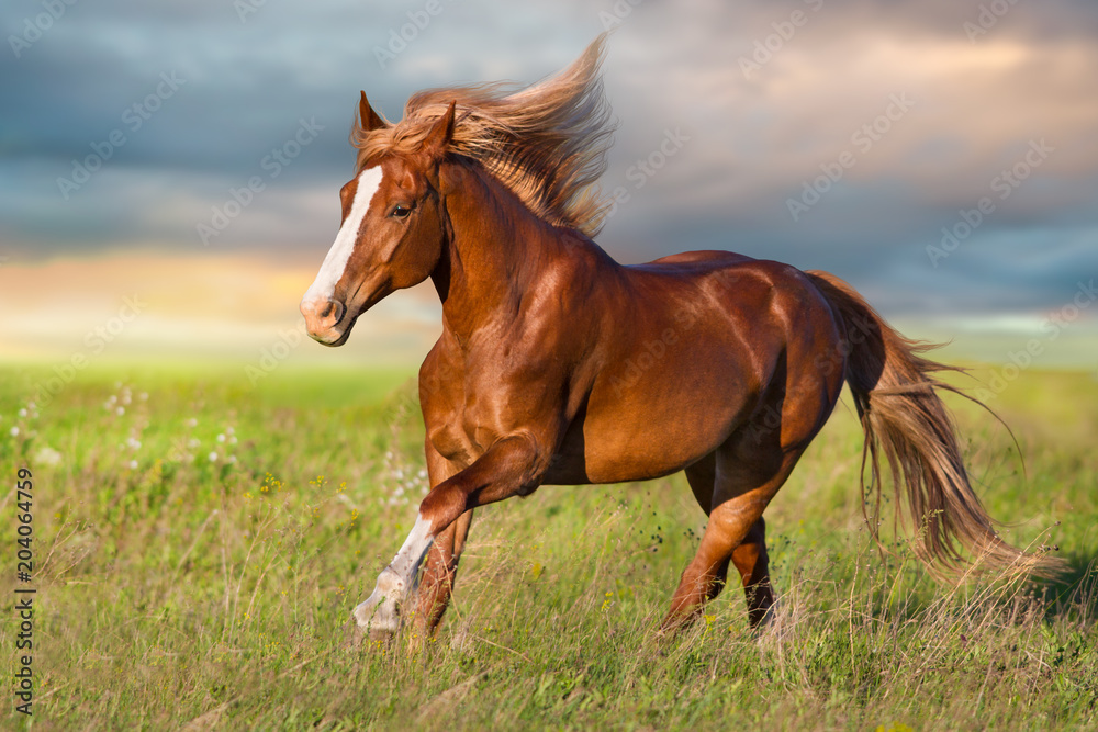 Fototapeta premium Czerwony koń biega w zielonej łące