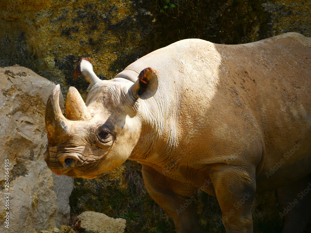 Fototapeta premium Rhinocéros