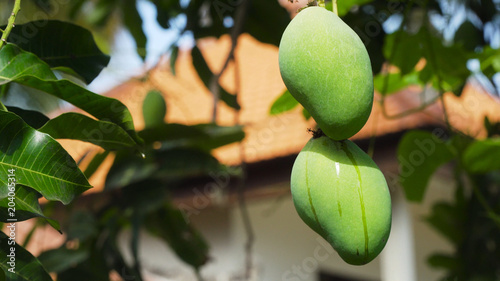 Mango tree with fruits. Bunch of green mango on tree. Bunch of green ripe mango on tree in garden.