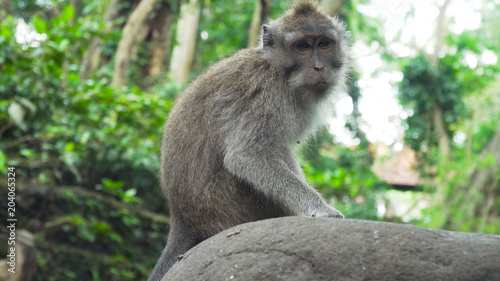 Monkey macaque in the rain forest. Monkeys in the natural environment. Bali, Indonesia. Long-tailed macaques, Macaca fascicularis.