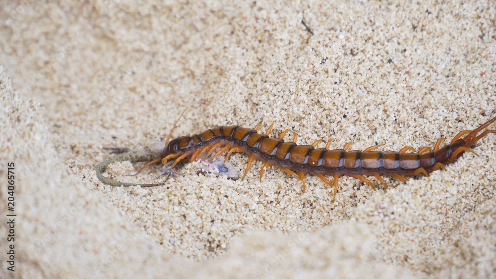 Giant skolopendra, centiped on a sandy beach eating a gecko. Giant red Centipede dangerous animal. Bali, Indonesia.