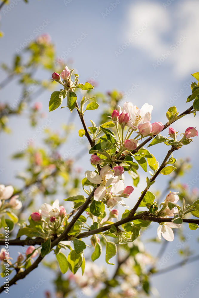 Obraz premium Beautiful blossom on apple tree