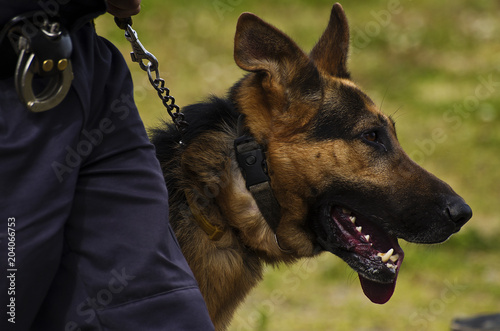 police dog working