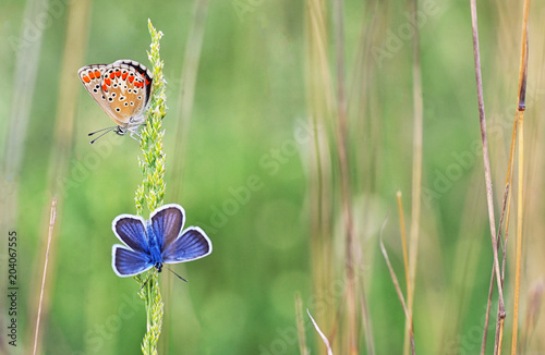 Obraz na płótnie Polyommatus bellargus, Adonis Blue butterfly