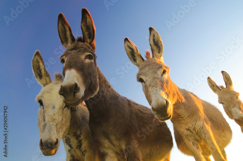 Four donkeys with funny faces