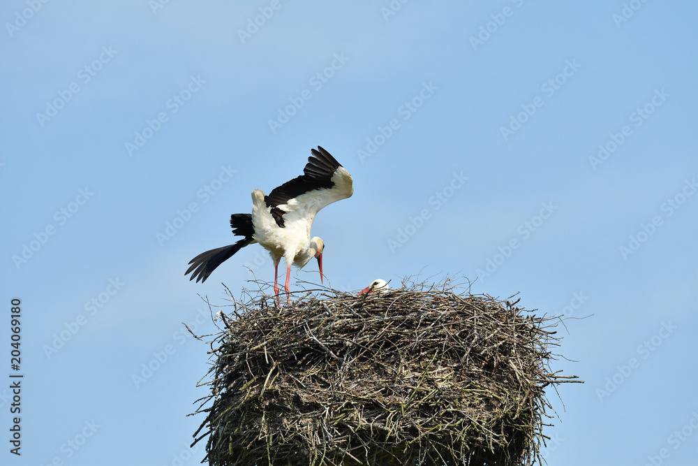 Fototapeta premium pair of white stork sitting in the nest in the spring pairing season