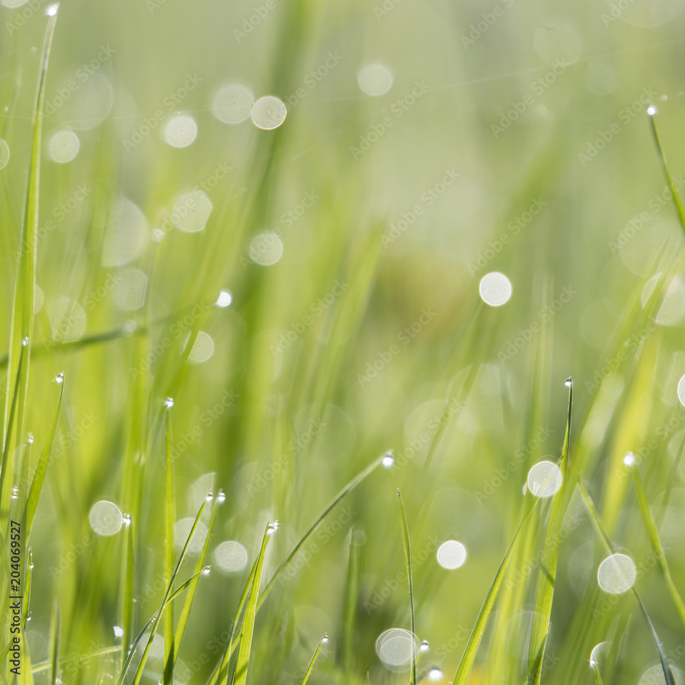 Fototapeta premium Dew drops on the grass.