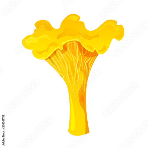 Chanterelle edible mushroom, vector illustration