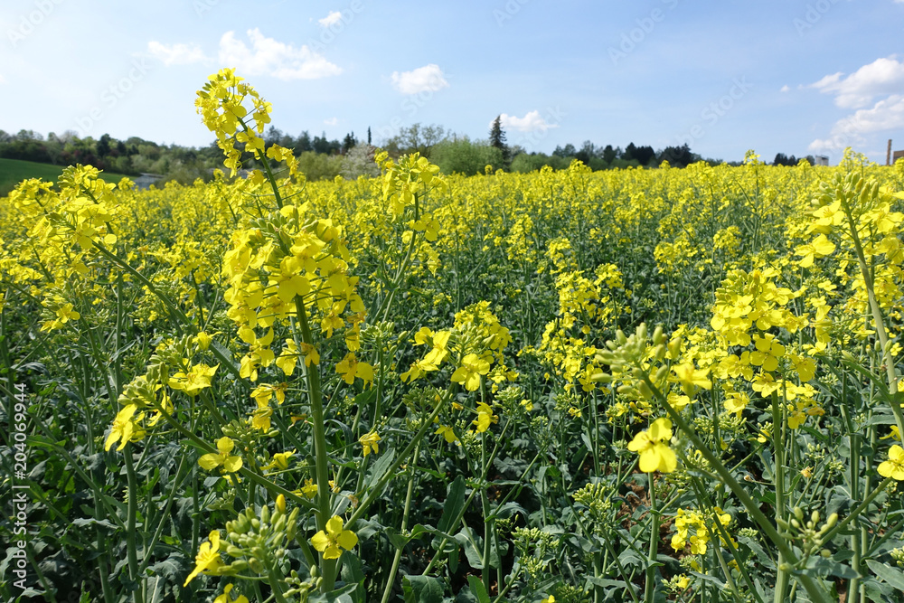 Obraz premium Rapsfeld im Frühling, Süddeutschland