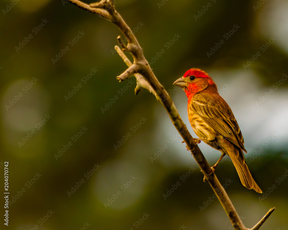 Purple Finch Perched on a Branch Purple Finch Perched on a Branch