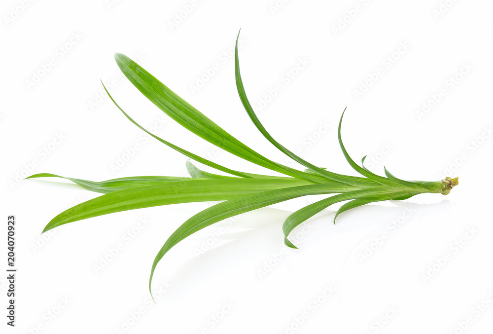 Fototapeta premium Pandan Leaves isolated on white background
