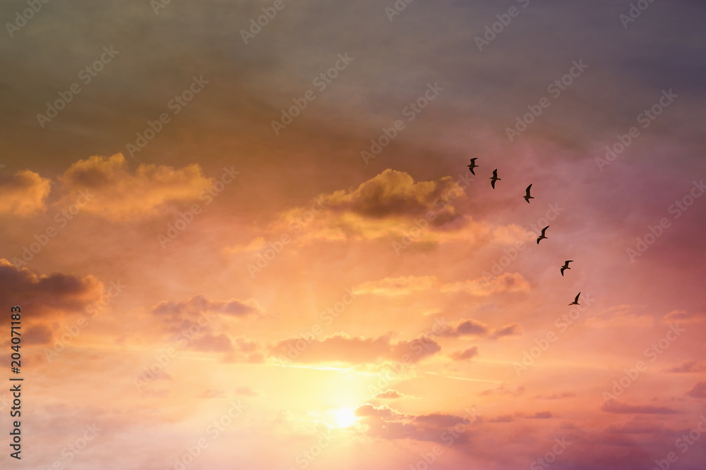 surreal enigmatic picture of flying birds in sunset or sunrise sky . minimalism and dream concept.