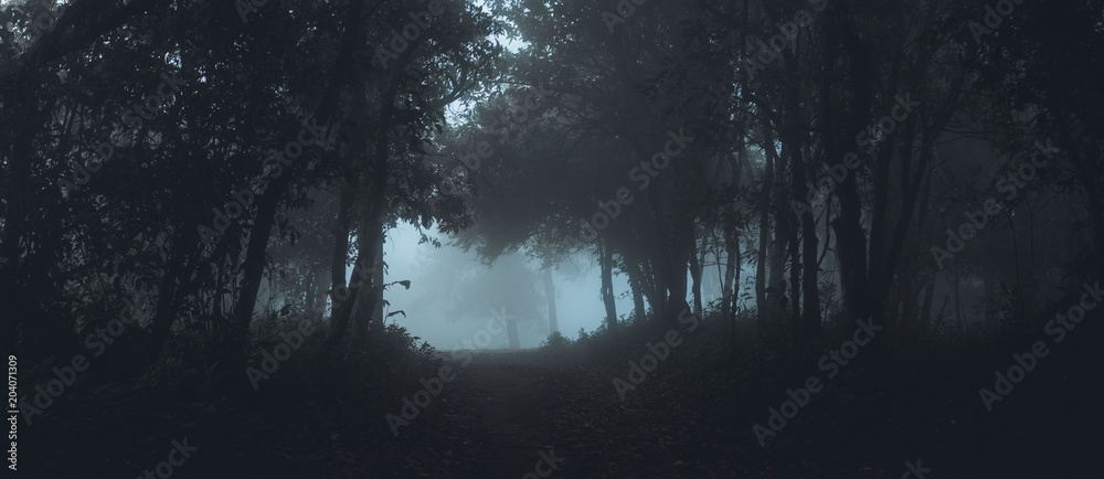 Fototapeta premium Mgła w lesie rano Sosny