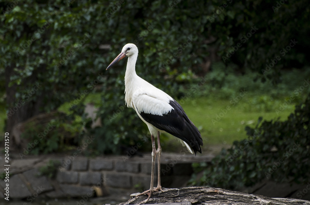 Fototapeta premium Stork standing on the wood in the park