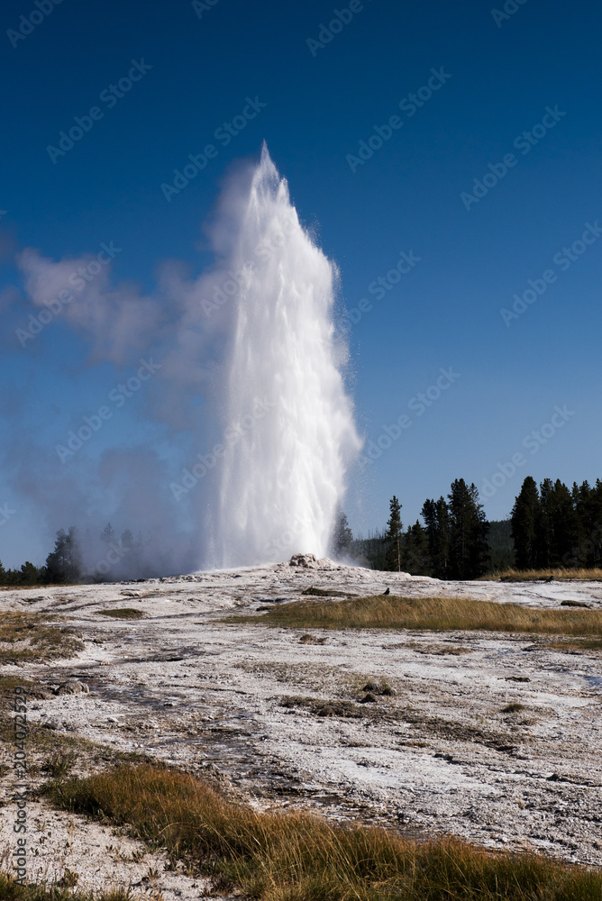 Old faithful on sunny afternoon in Yellowstone national park