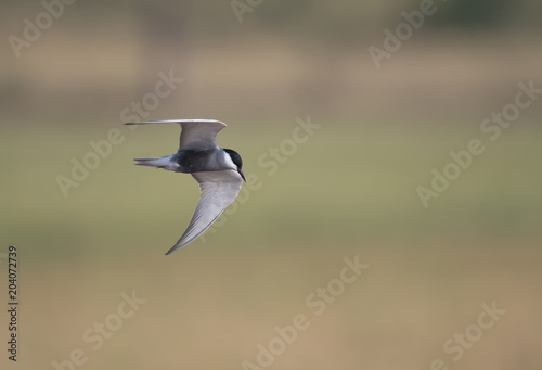 Photography Whiskered tern (Chlidonias hybrida)