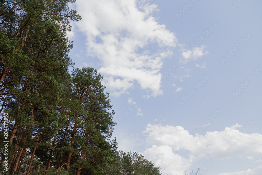 Forest against the blue sky, sunny weather Forest against the blue sky, sunny weather