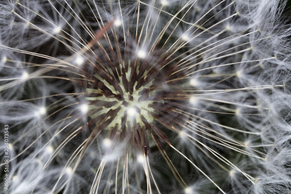 Obraz premium Dandelion Seed