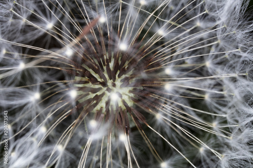 Dandelion Seed