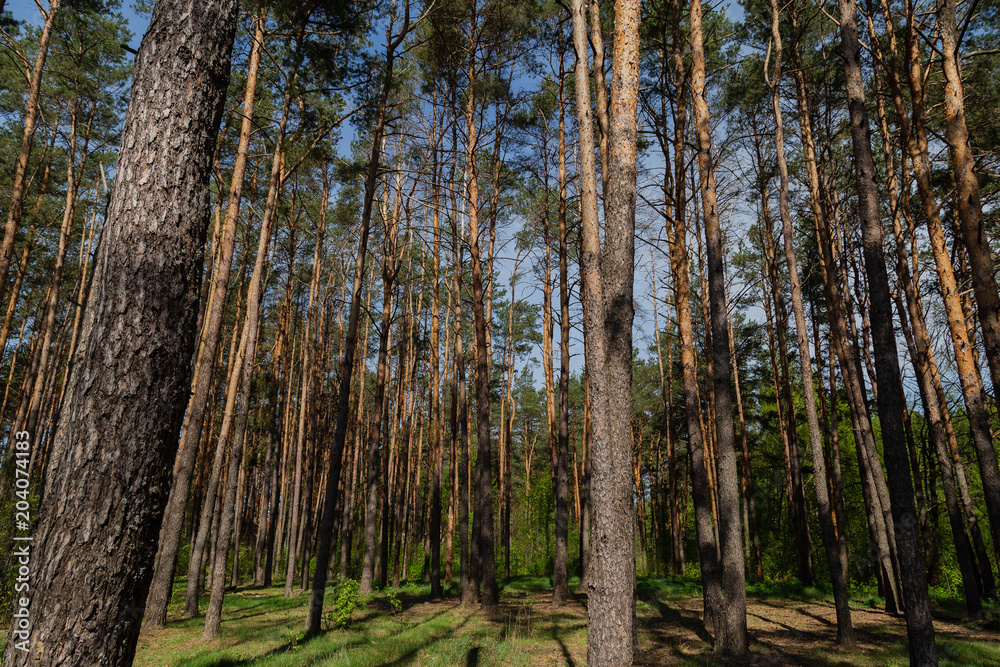 Naklejka premium Forest against the blue sky, sunny weather