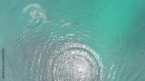 mobula rays, sea of cortez, mexico photo