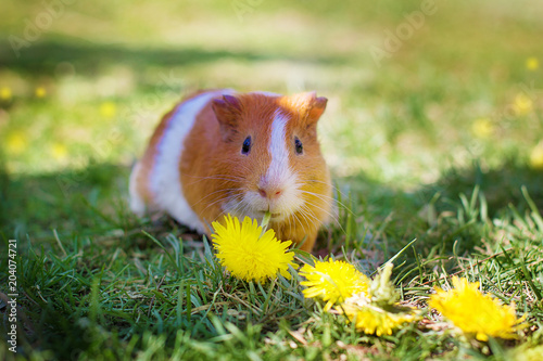 Red-haired Guinea pig eating a yellow dandelion
