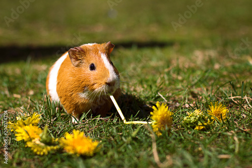 Guinea pig chewing on a dandelion