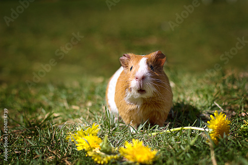 Red the Guinea pig on green grass