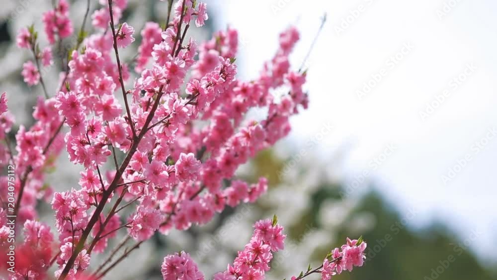 Branches with pink peach blossoms swing in the wind. Branches with pink peach blossoms swing in the wind.