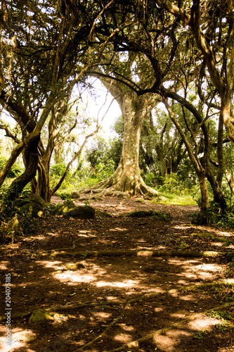 Green forest in Brazil