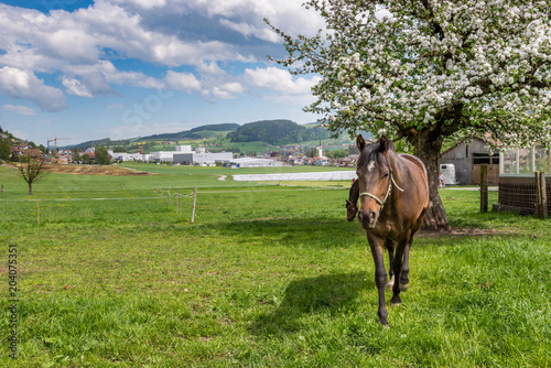 Blick von Tonisbach auf Konolfingen mit Pferd
