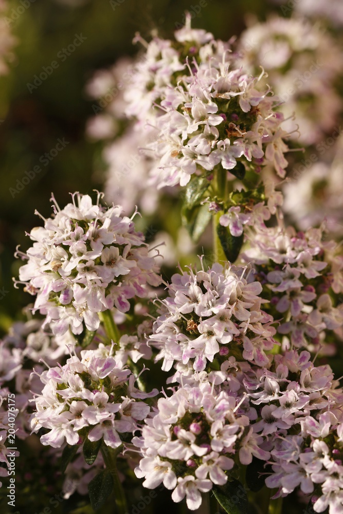 Pink flower detail