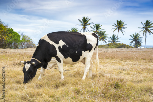 Beautiful black and white cow grazing in pasture in tropical environment