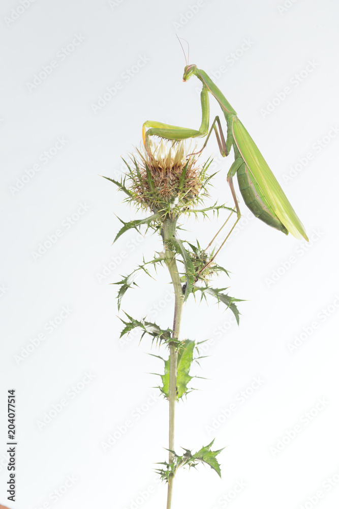 Naklejka premium praying mantis 002