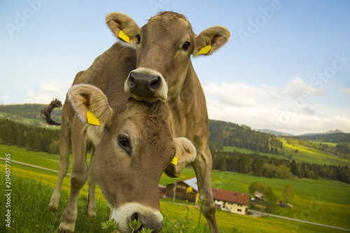 Kühe - Freunde - lustig - neugierig - Kälbchen - Allgäu © Dozey