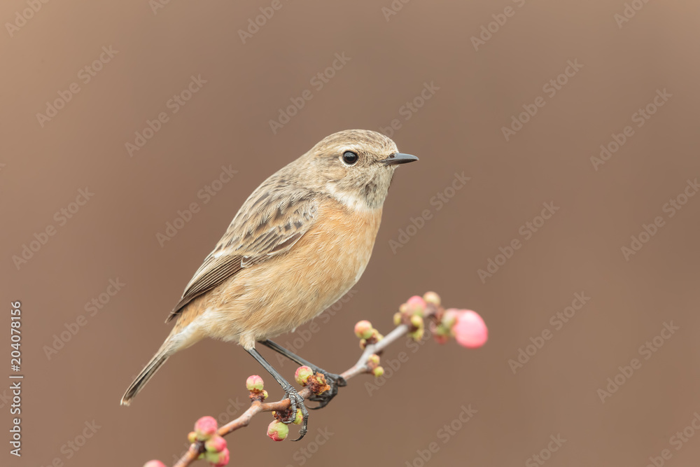 Obraz premium Stonechat female