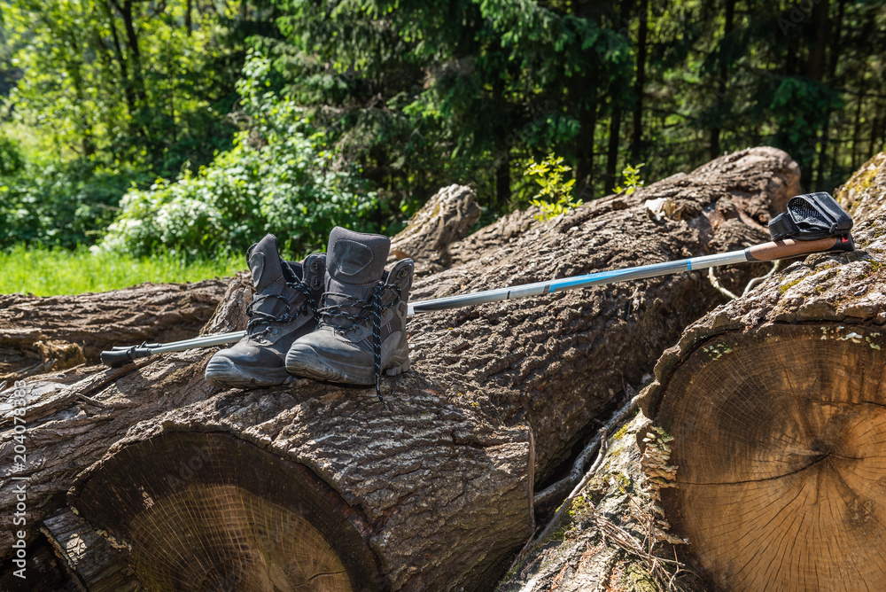 Obraz premium Wanderschuhe auf Baum mit Stöcken