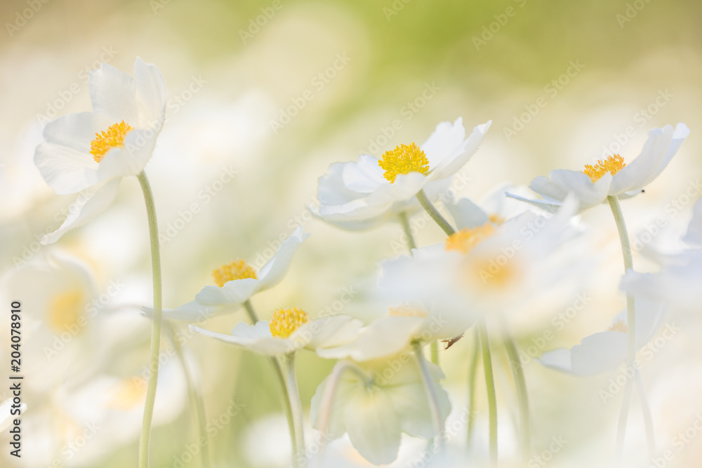 Große Windröschen - Anemone sylvestris - Snowdrop Windflower, Snowdrop Anemone Große Windröschen - Anemone sylvestris - Snowdrop Windflower, Snowdrop Anemone