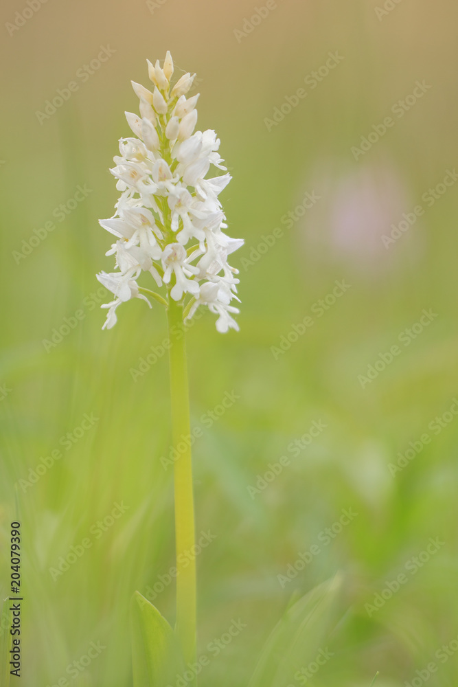 Helm-Knabenkraut weiß - Orchis militaris var. alba - Military orchid Helm-Knabenkraut weiß - Orchis militaris var. alba - Military orchid