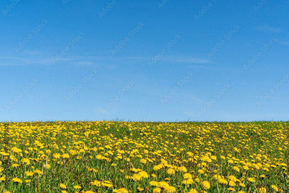 Field of dandelions