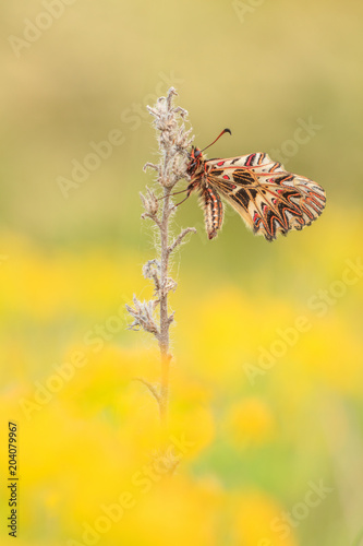 Südlicher Osterluzeifalter - Zerynthia polyxena - Southern festoon photo