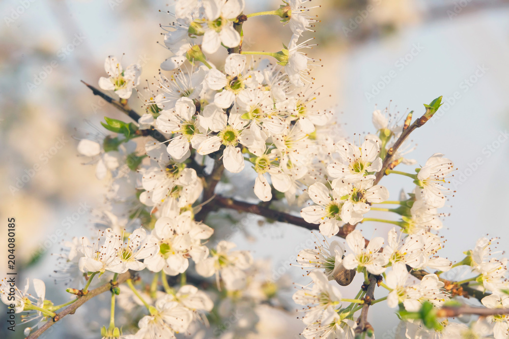 Close-up of blossom on branches of blooming tree. Close-up of blossom on branches of blooming tree.