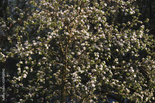 Blooming tree with white blossom flowers.