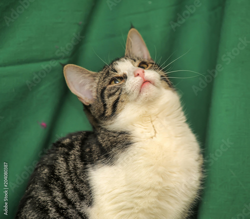 gray with white tabby cat on a green background photo